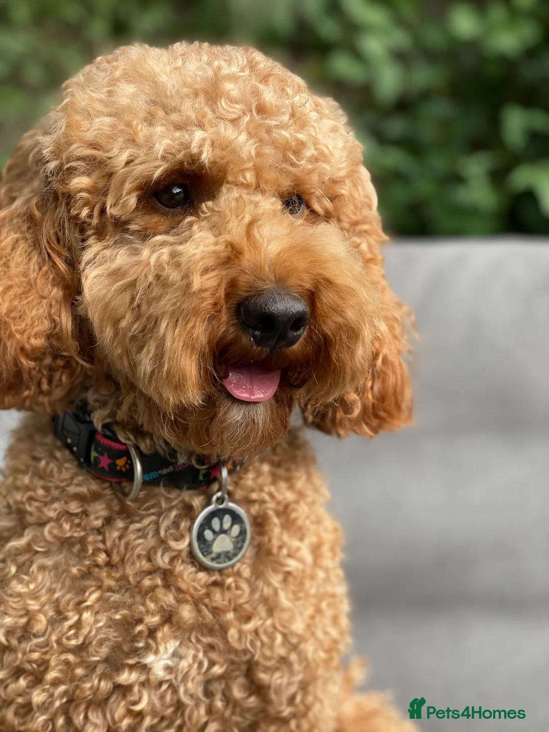 Miniature Poodle dogs for stud: Red Miniature Poodle Stud, KC and health tested in Tonbridge - Advert 1