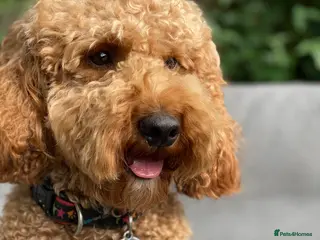 Miniature Poodle dogs Red Miniature Poodle Stud, KC and health tested in Tonbridge - Advert 4