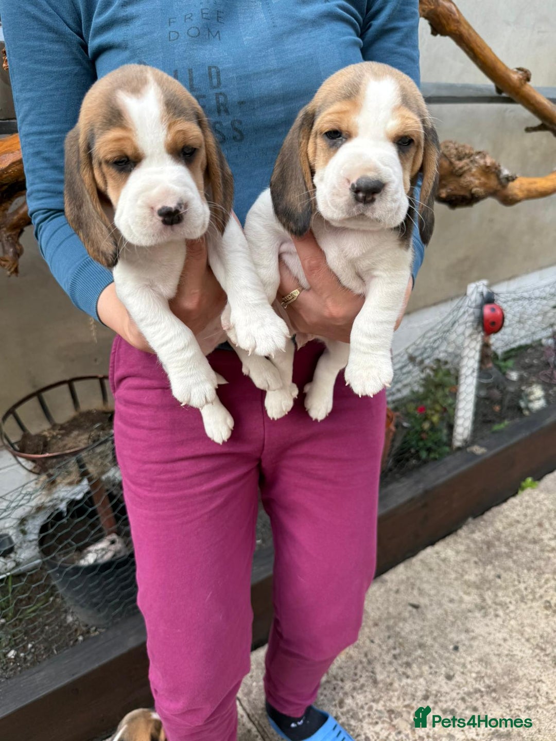Beagle dogs for sale: Beagle puppies ready soon💕 - Image 5