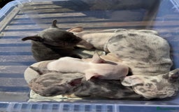 French Bulldog dogs for sale: Adorable French Bulldogs - Image 25