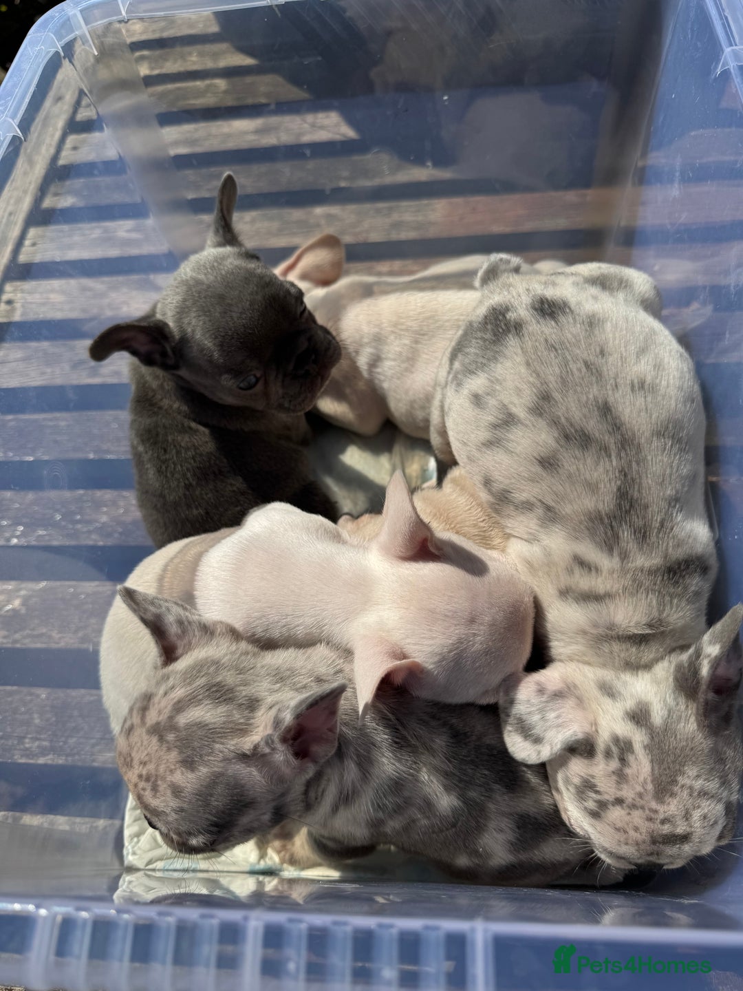 French Bulldog dogs for sale: Adorable French Bulldogs - Image 25