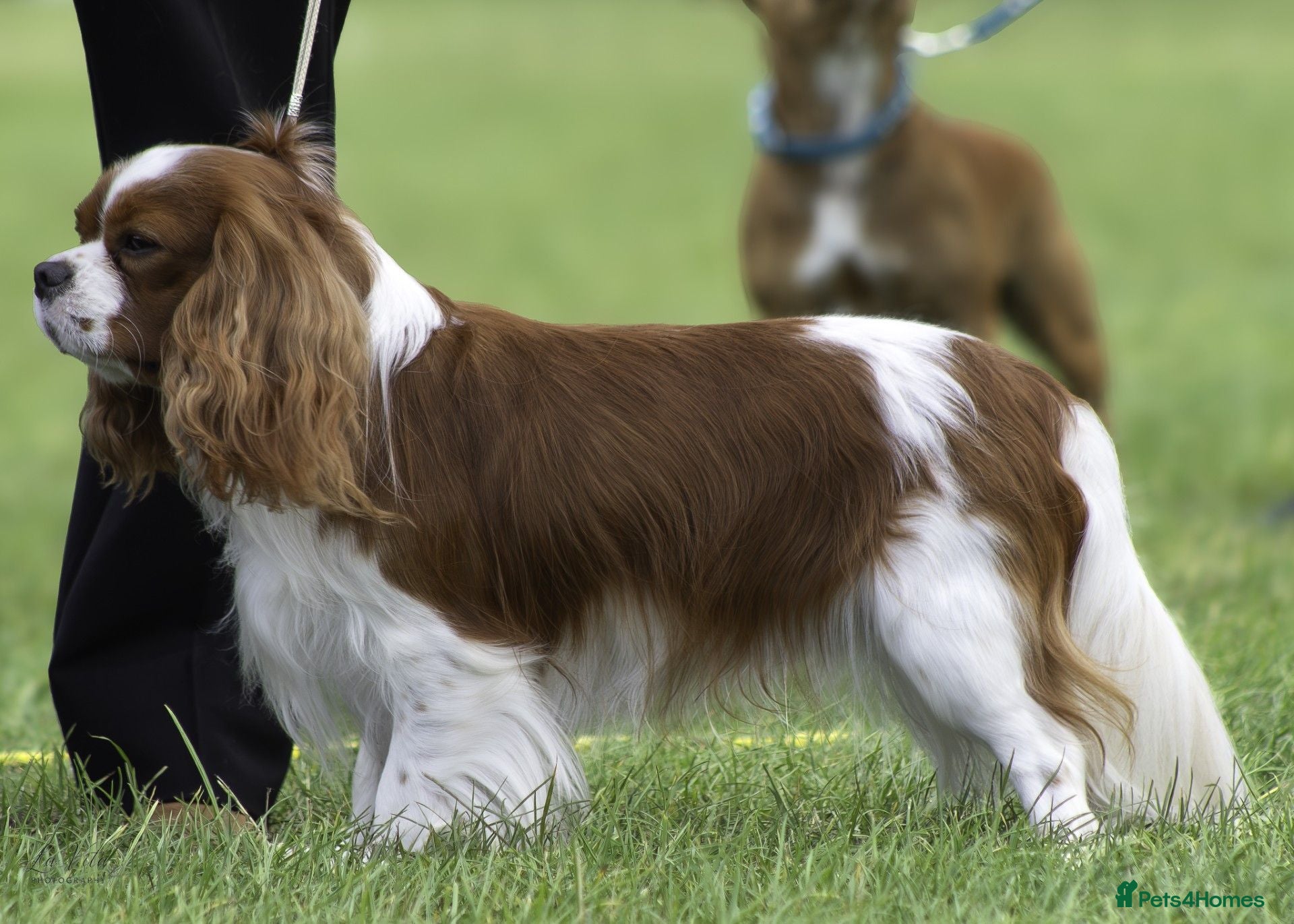 Cavalier King Charles Spaniel dogs Health Tested KC Registered CKCS for stud! - Advert 12