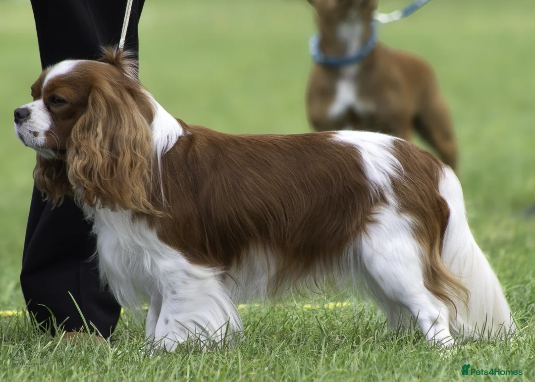 Cavalier King Charles Spaniel dogs for stud: Health Tested KC Registered CKCS for stud! - Advert 1