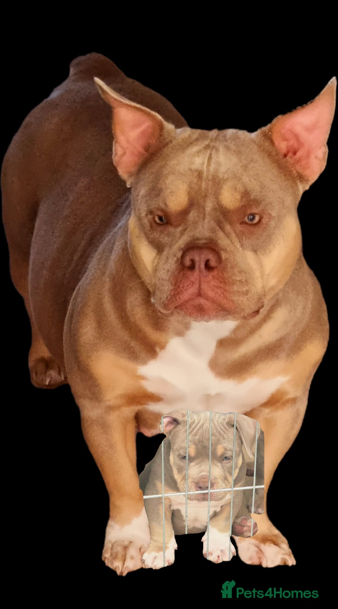 American Bully dogs for sale: Pocket bully  - Image 9