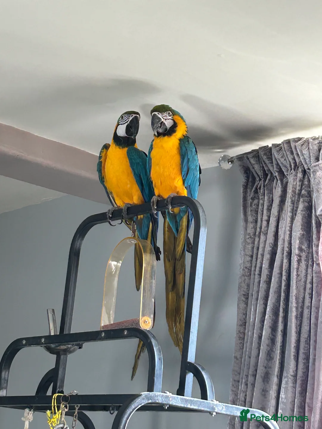 Macaws birds for sale: Macaws  - Advert 4