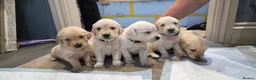 Golden Retriever dogs for sale: Golden Retrievers - Gwynedd  in Bangor - Advert 20