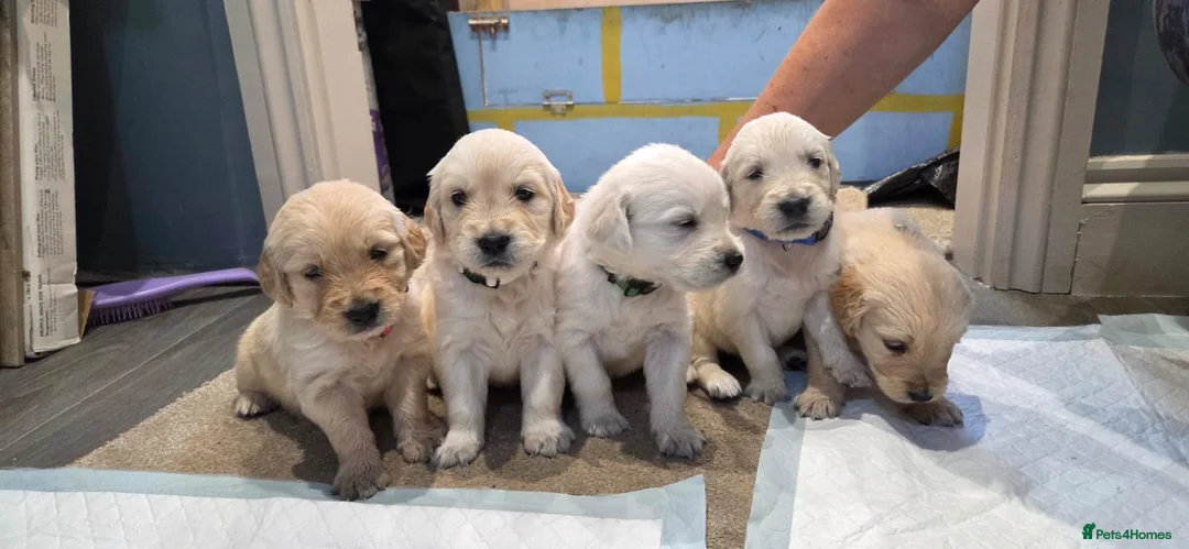 Golden Retriever dogs for sale: Golden Retrievers - Gwynedd  in Bangor - Advert 20