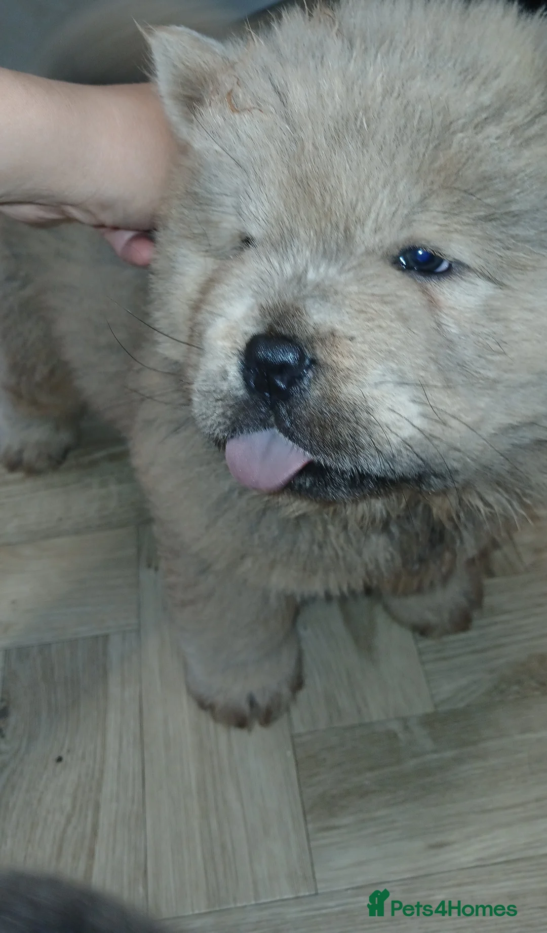 Chow Chow dogs for sale: Chow chow puppies  - Advert 2