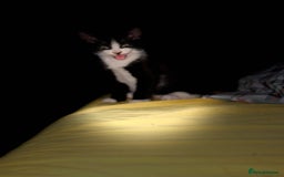 Mixed Breed cats for sale: 2 female an one male - Image 14