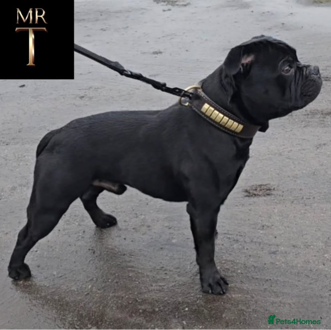 Staffordshire Bull Terrier dogs The one & only 'Mr T' Champ Sired - Advert 4