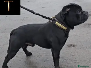 Staffordshire Bull Terrier dogs The one & only 'Mr T' Champ Sired - Advert 4