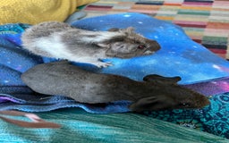 Guinea Pig rodents for sale: Lakeland Werewolf Skinny baby guinea pigs - Image 7