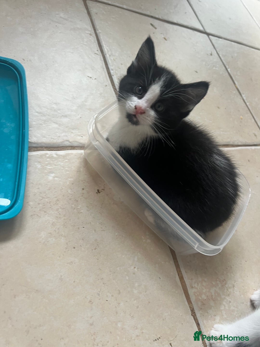 Maine Coon cats for sale: Kittens for sale  - Image 11