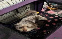 Pomapoo dogs for sale: Two gorgeous Pomapoo puppies available  - Image 10