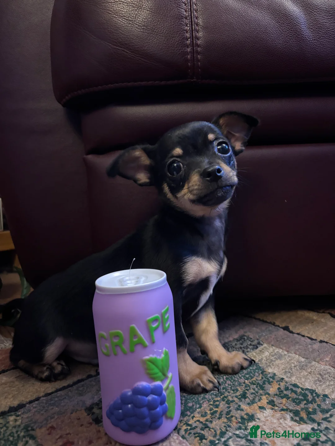 Chihuahua dogs for sale: Black Male Puppy Chihuahua.  - Advert 2