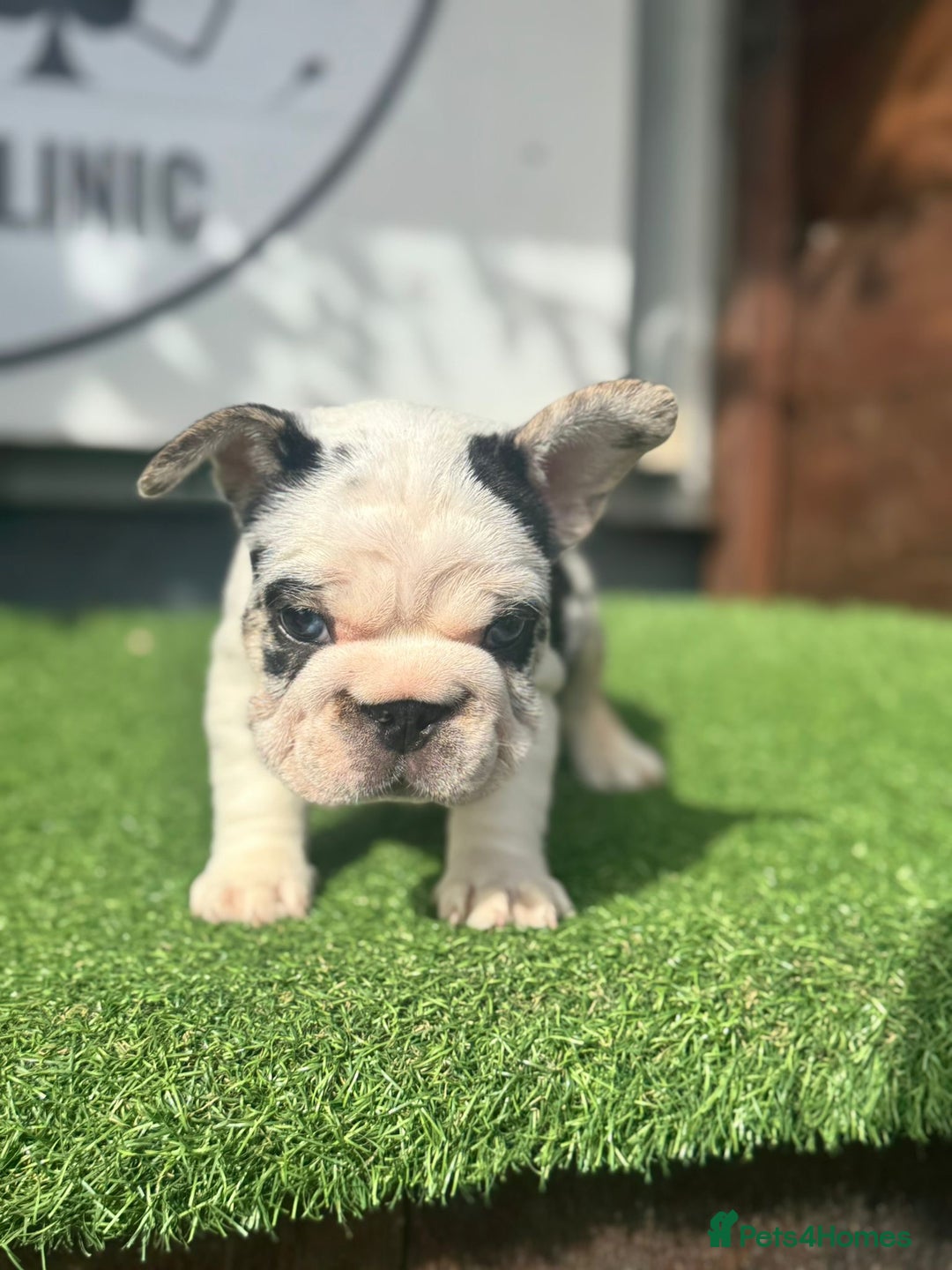 French Bulldog dogs for sale: Beautiful boys excellent quality - Image 13