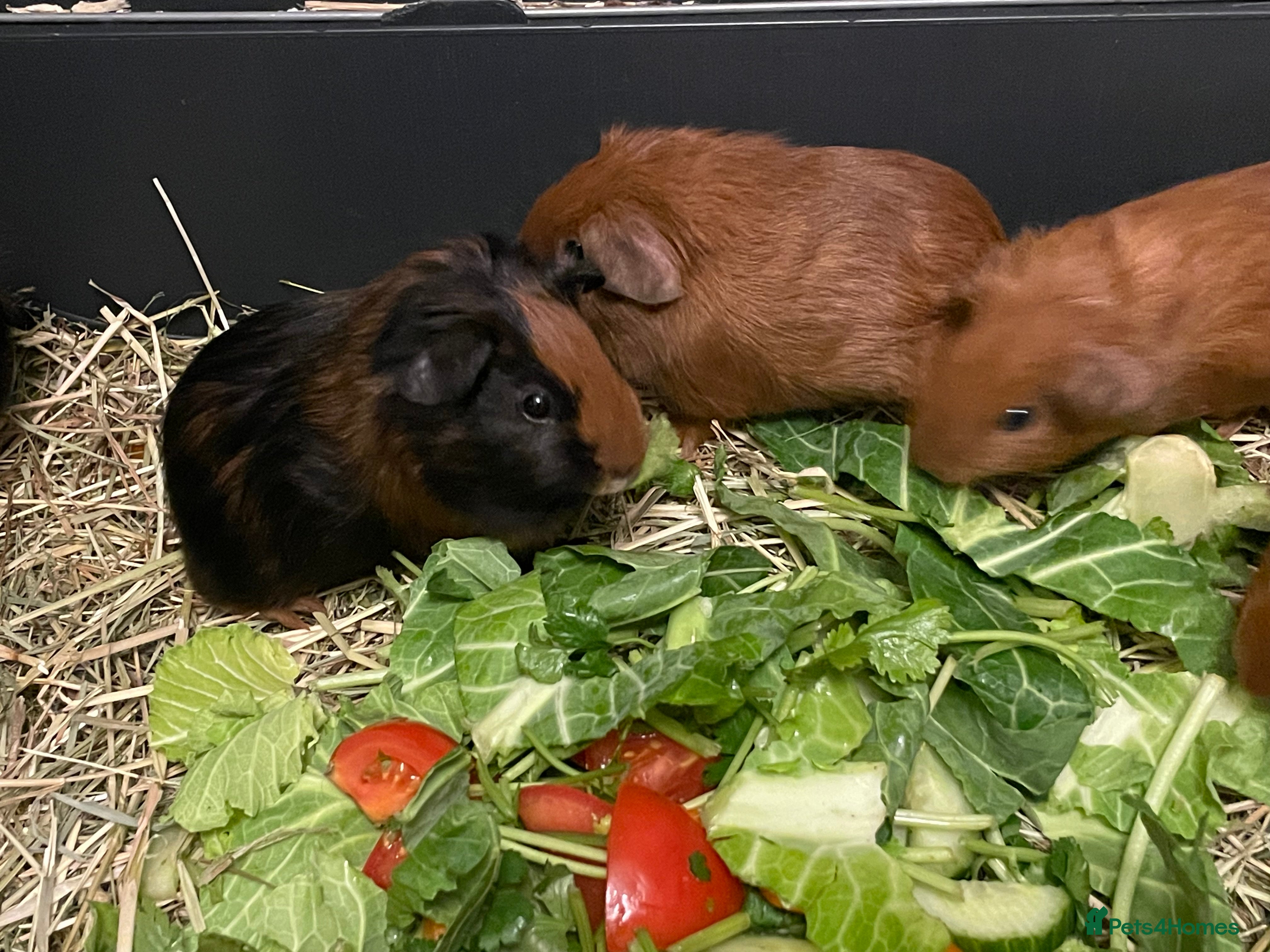 Guinea Pig rodents Baby Guinea Pigs. 5 left  - Advert 2
