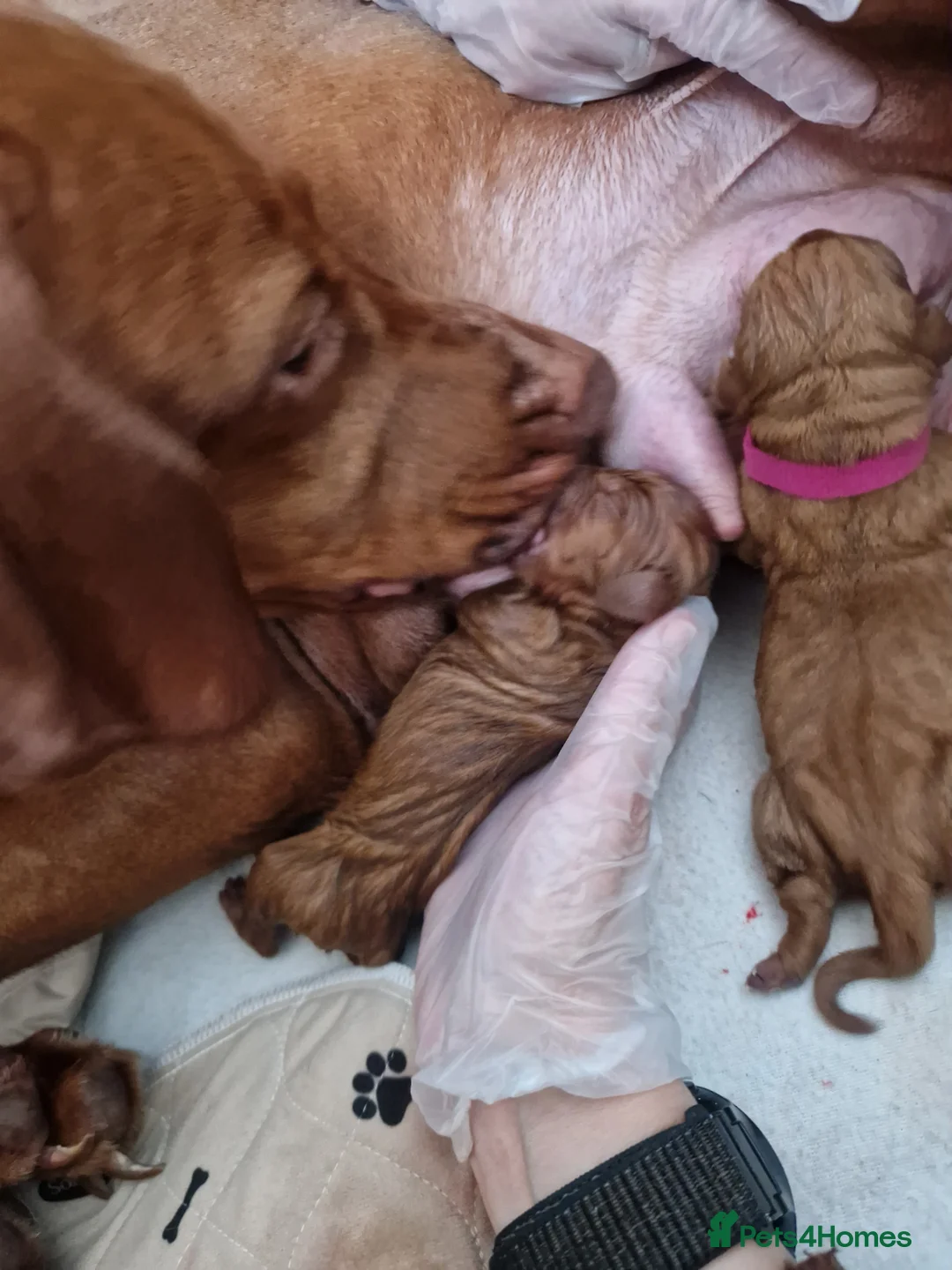 Hungarian Vizsla dogs for sale: Hungarian Russet Gold Vizsla Puppies.Non KC. - Advert 7