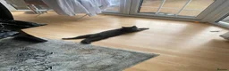 Mixed Breed cats for sale: 1 Year Old Friendly Mixed Breed Cat for Rehoming - Advert 5