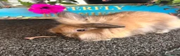 Lionhead rabbits for sale: 🦋Pure breed Teddy lionheads 🦋 - Advert 27