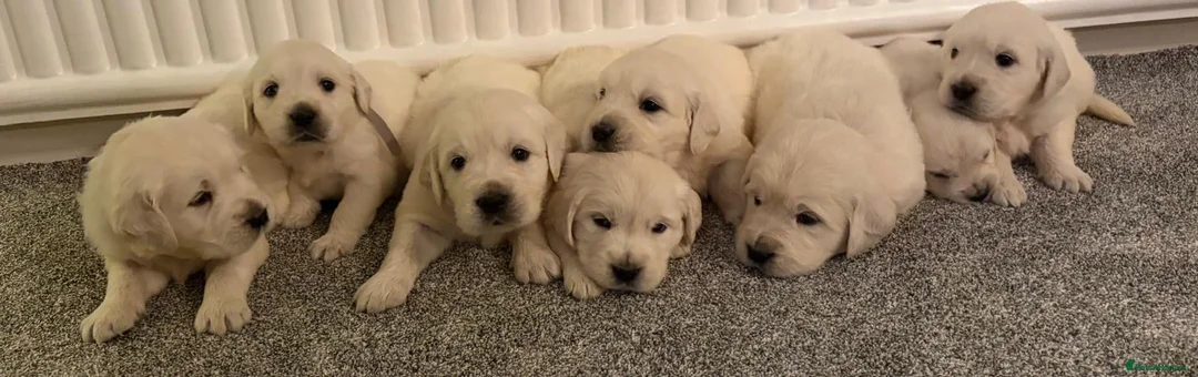 Golden Retriever dogs for sale: Super fluffy cream pups in Newark - Advert 2