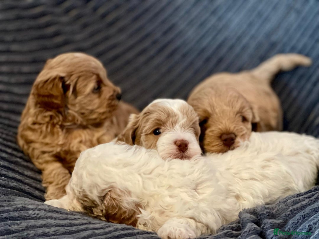 Maltipoo dogs for sale: Gorgeous Maltipoo Puppies – 3 Boys & 1 Girl  - Advert 6