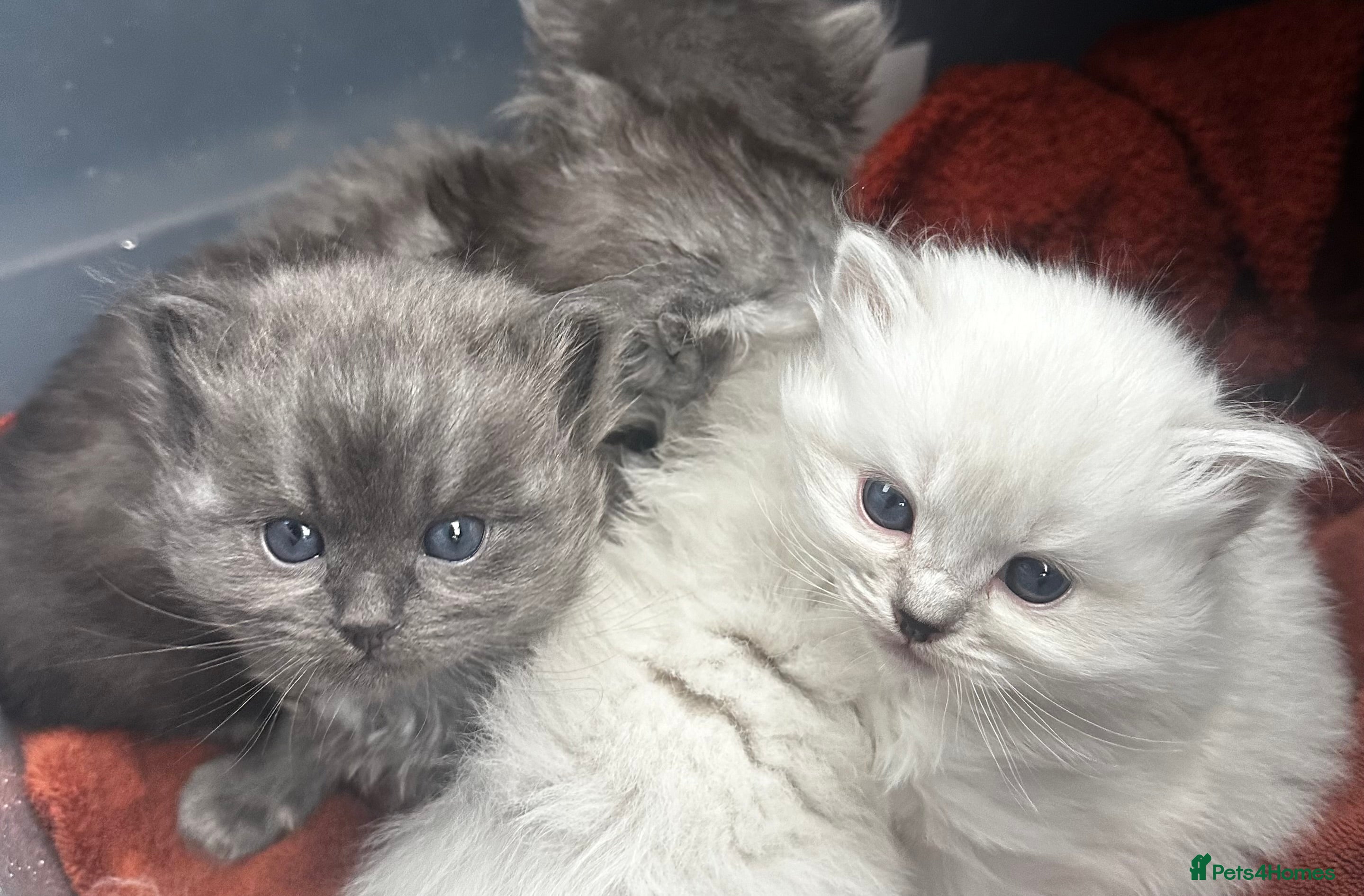 Perdoll cats PERDOLL KITTENS FOR SALE - Advert 1