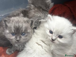 Perdoll cats PERDOLL KITTENS FOR SALE - Advert 13