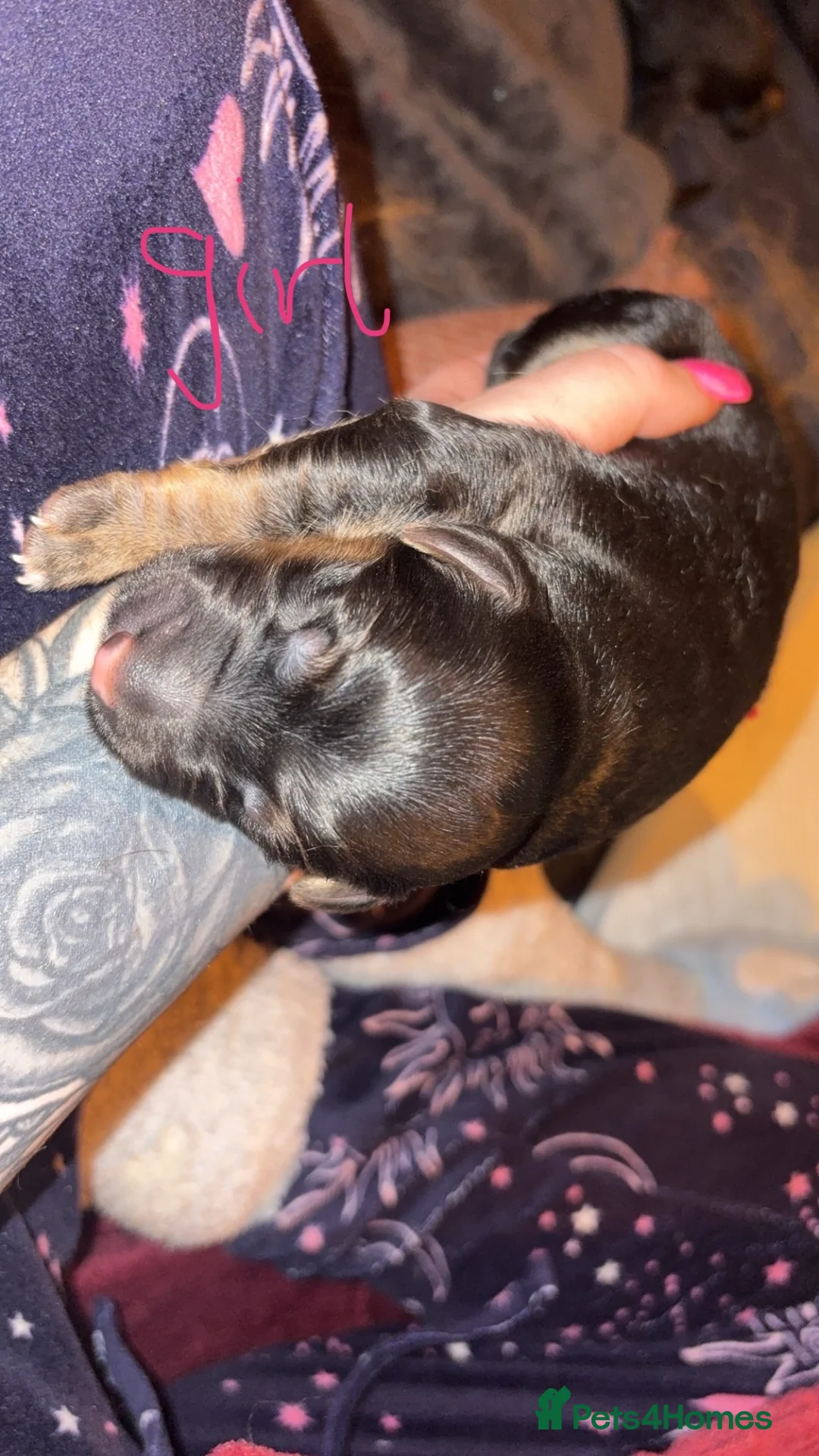 Golden Shepherd dogs for sale: 6 Beautiful Golden Shepherd Girls Available!  - Advert 9