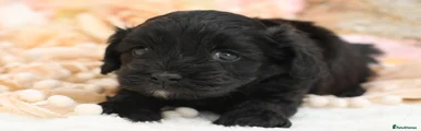 BLACK FEMALE