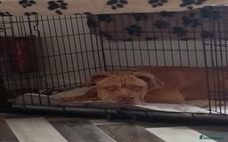 Mixed Breed dogs for sale: 7 months old male douge de Bordeaux x  - Image 4