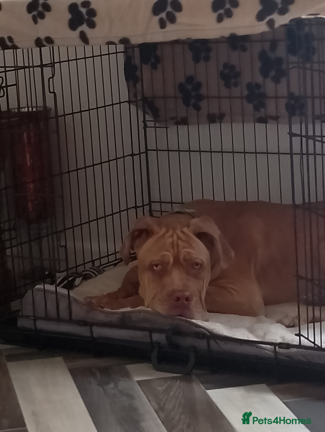 Mixed Breed dogs for sale: 7 months old male douge de Bordeaux x  - Image 4