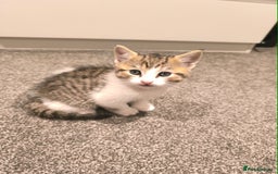 Scottish Fold cats for sale: Looking for my first home - Image 7