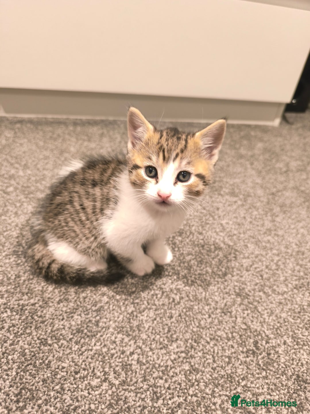 Scottish Fold cats for sale: Looking for my first home - Image 7