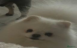 Pomeranian dogs for stud: Olaf white Pomeranian stud in Liverpool - Image 3
