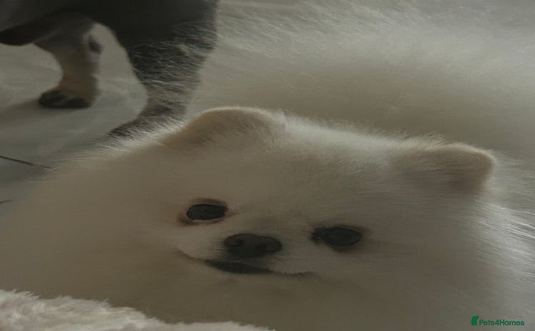 Pomeranian dogs in Liverpool - Advert 8