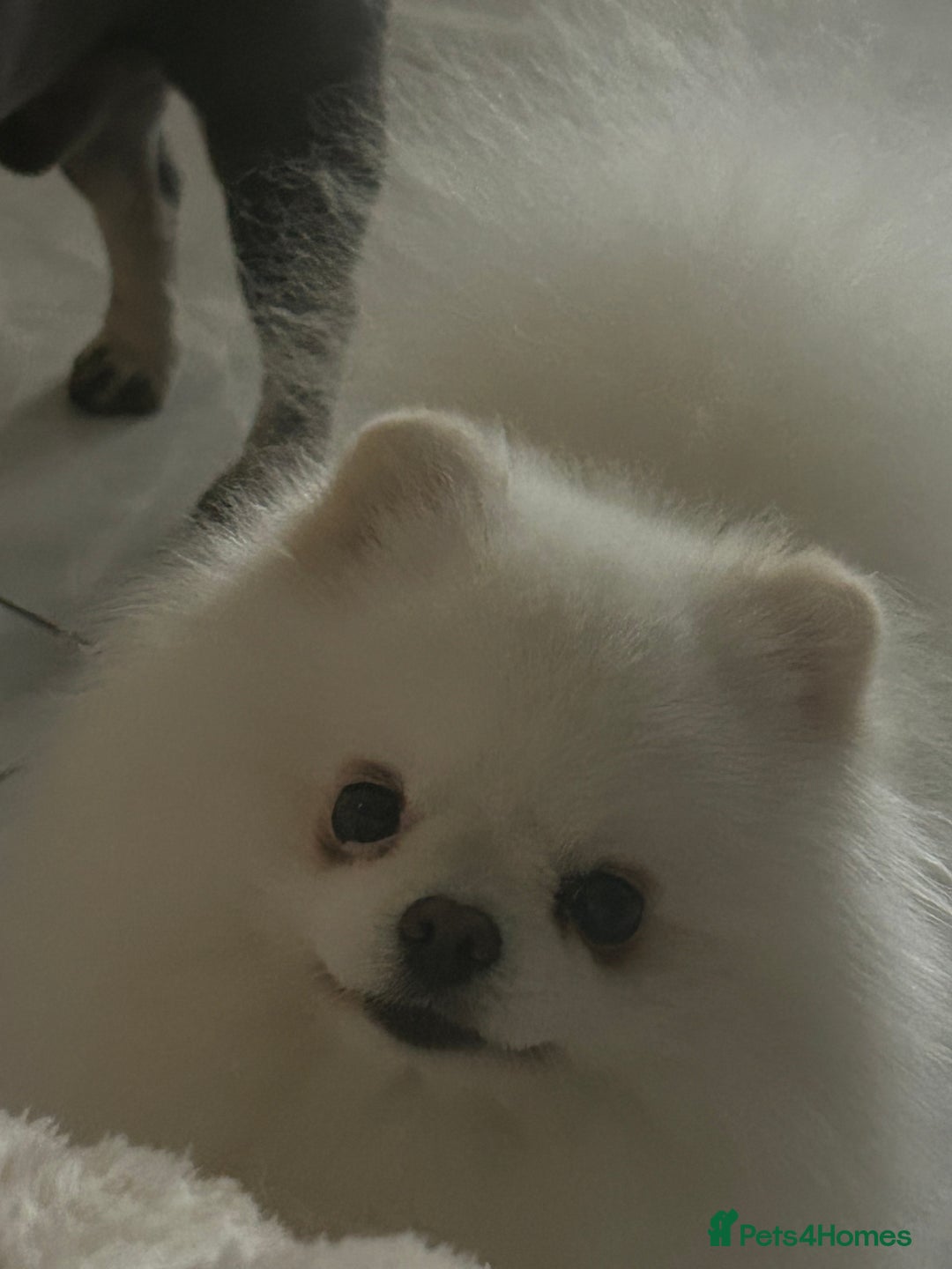 Pomeranian dogs for stud: Olaf white Pomeranian stud in Liverpool - Image 3