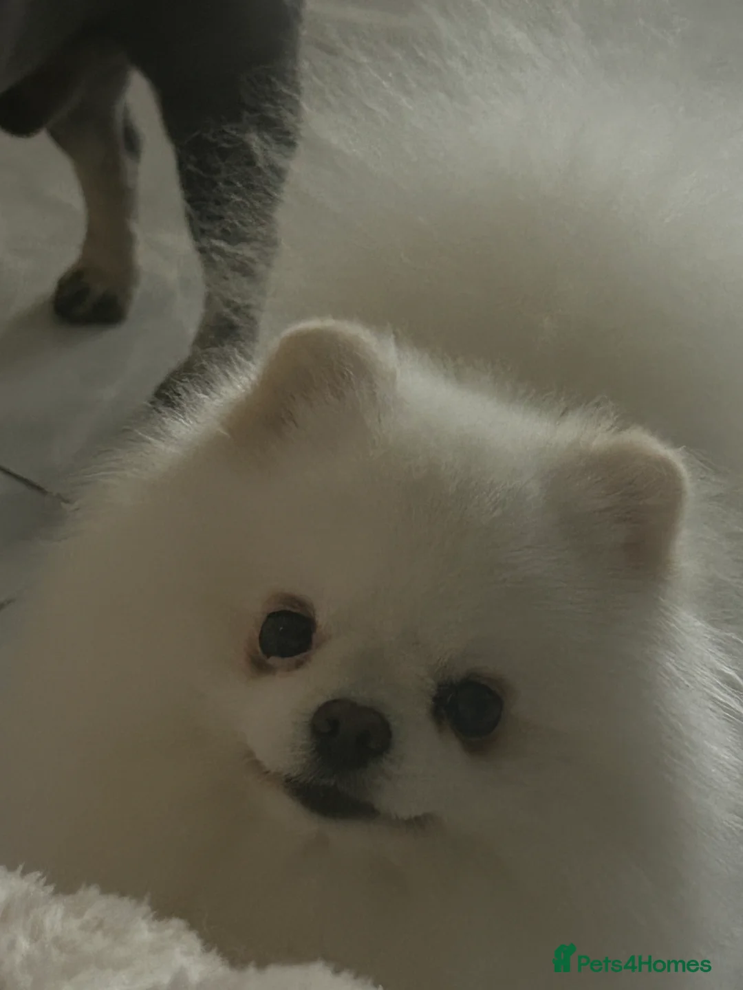 Pomeranian dogs for stud: Olaf white Pomeranian stud in Liverpool - Advert 4