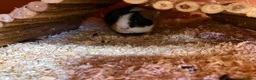 Guinea Pig rodents for sale: 1 year old female guinea pig  in Telford - Advert 4