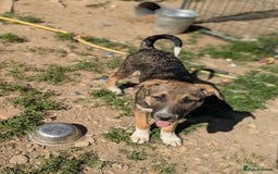 Mixed Breed dogs for adoption: Mac is looking for a family with another dog! - Image 2