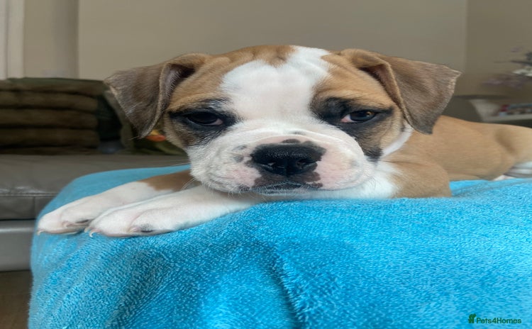 Alapaha Blue Blood Bulldog dogs - Advert 1