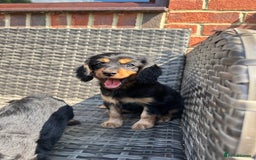 Cavapoo dogs for sale: Cavapoo rare black &tan health tested  - Image 15