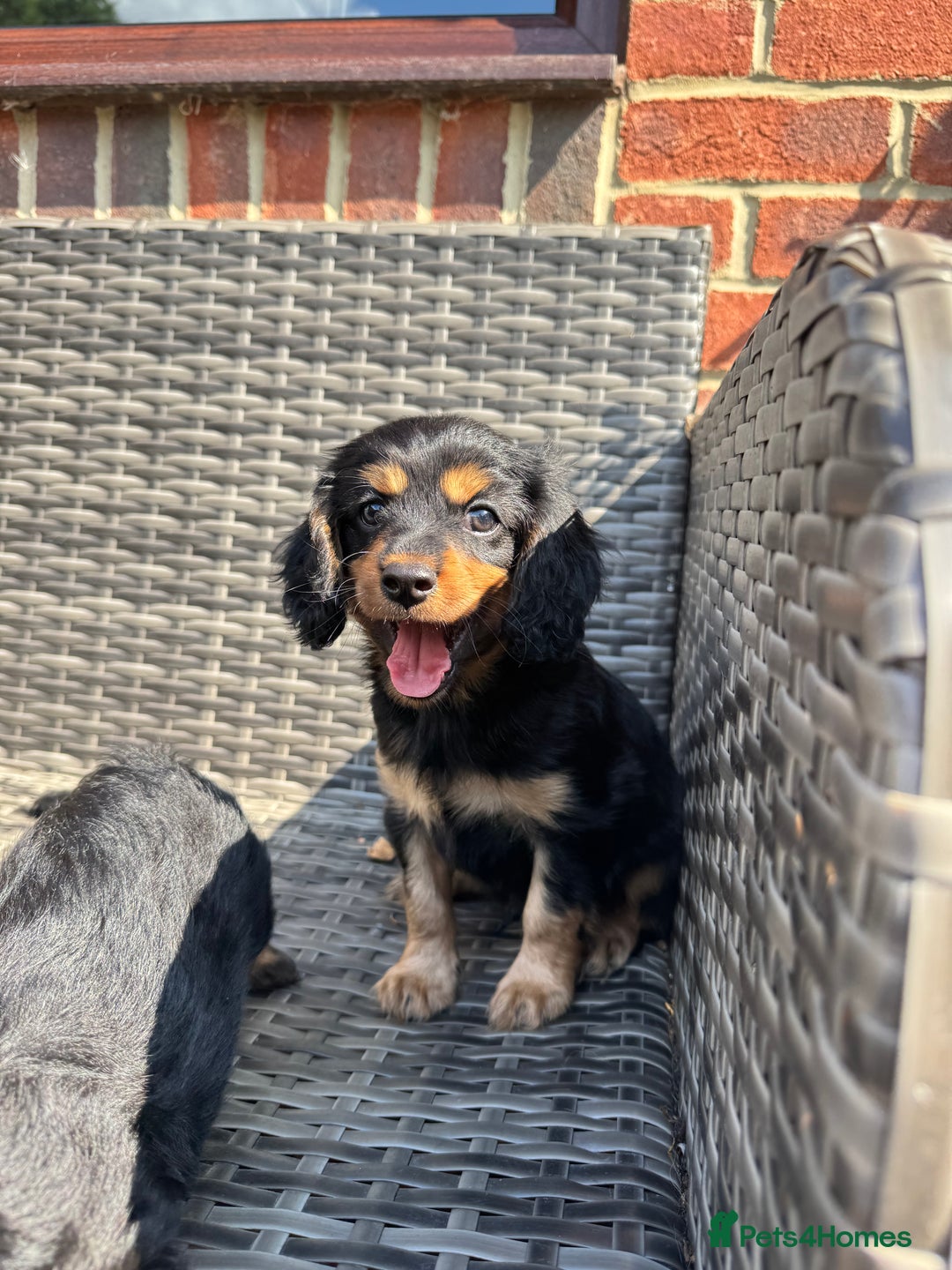 Cavapoo dogs for sale: Cavapoo rare black &tan health tested  - Image 15