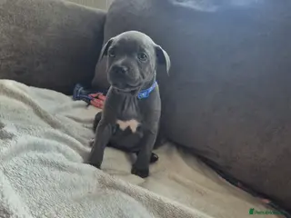 Staffordshire Bull Terrier dogs Gorgeous staffy puppy🥰🥰 - Advert 1