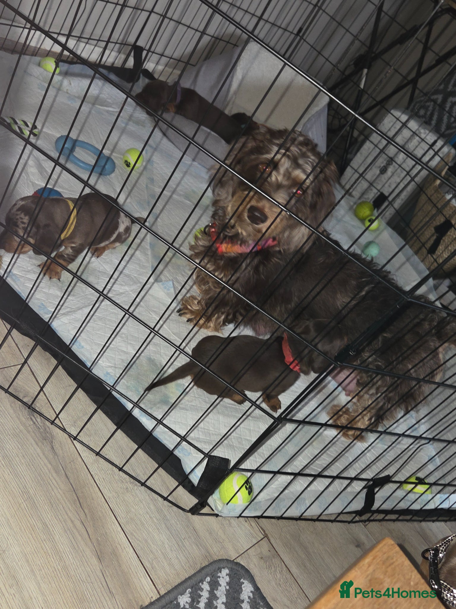 Dachshund dogs Adorable Dachshunds Ready for Their Forever Homes - Advert 15