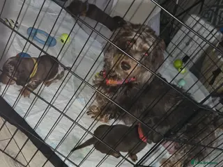 Dachshund dogs Adorable Dachshunds Ready for Their Forever Homes - Advert 15