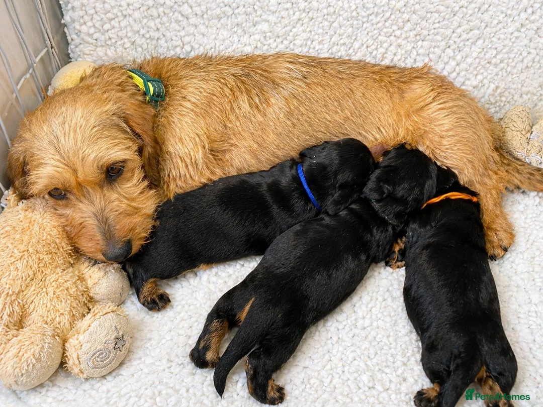 Miniature Dachshund dogs for sale: KC Mini Wire dachshunds - Advert 2