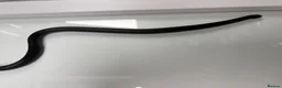 King Snake reptiles for sale: female mexican black kingsnake - Advert 5