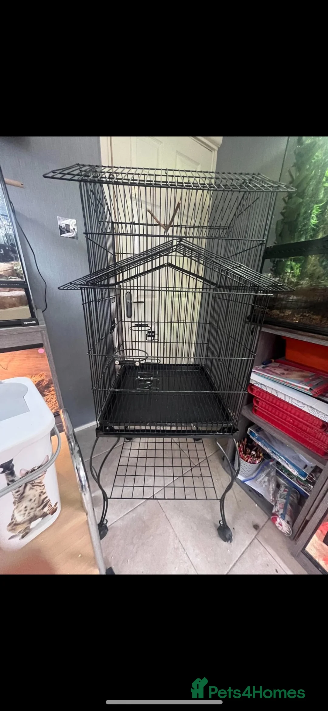 Cockatiels birds for sale: 2 beautiful cockatiels  in St Albans - Advert 4