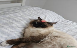 Ragdoll cats for sale: Male Ragdoll  - Image 3